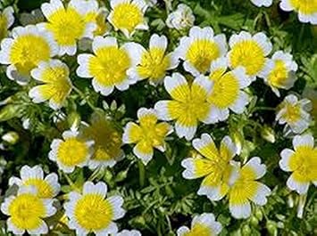 Yellow White Limnanthes Douglasii Flower Seeds for Planting - 100 pcs