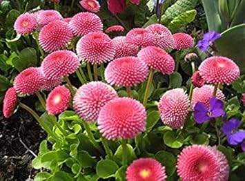 Organic Pink Bellis Perennis Flower Seeds for Planting – Heirloom, Non-GMO
