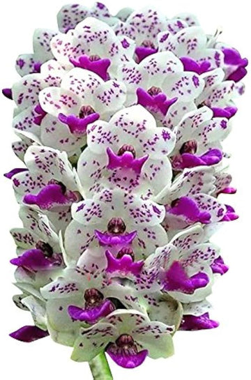 White Violet Orchid Flower Seeds – Non-GMO, Ideal for Indoor and Garden Planting