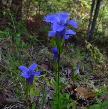 Heirloom Blue Gentian Fringed Flower Seeds for Planting, Non-GMO