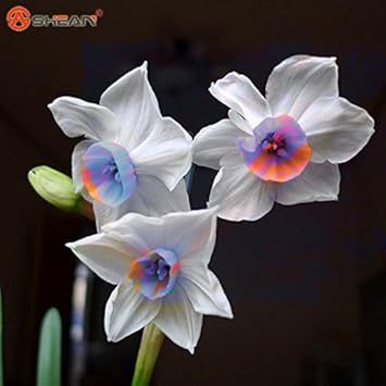 Cream Narcissus Flower Seeds - 100 pcs