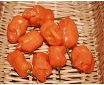 Habanero Vegetable Seeds for Planting - 100 Pcs pcs