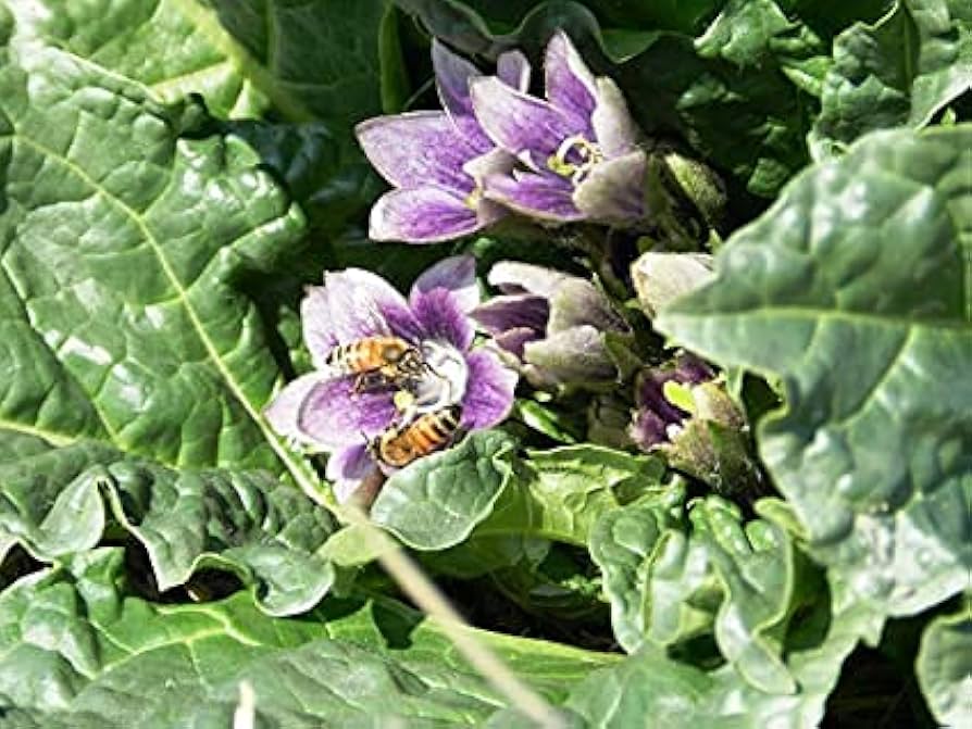 Mandragora Flower Seeds – Heirloom, Non-GMO Rare Garden Seeds for Planting Unique Blooms seeds for planting in home garden