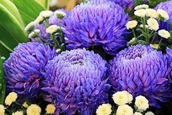 Organic Purple Blue Chrysanthemum Flower Seeds for Planting – Heirloom, Non-GMO