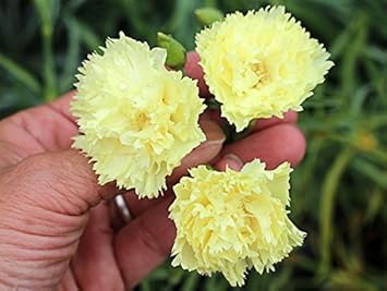 Heirloom Non-GMO Light Yellow Carnation Flower Seeds for Planting – Fragrant Garden Bloom Seeds