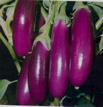 Egg Plant Sweet Fruit Seeds for Planting Violet 100 Pcs pcs