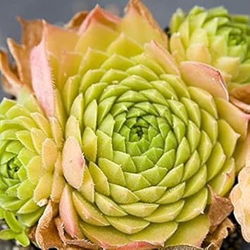 Living Stone Sempervivum Plant Seeds for Planting Green