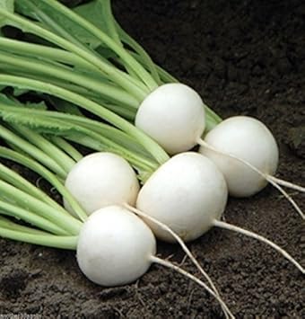 White Turnip Vegetable Seeds for Planting- heirloom & Non-GMO garden Seeds