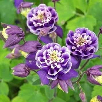 Heirloom White Violet Aquilegia Flower Seeds for Planting – Non-GMO, Perennial Blooming Seeds