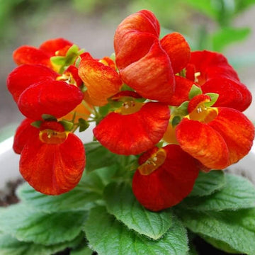 Heirloom Non-GMO Calceolarias Flower Seeds for Uniquely Shaped Blooms and Garden Planting