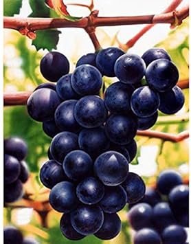 Fresh Grape Fruit Seeds for Planting- Dark Purple Color variety, Garden & Heirloom Seeds, GMO free