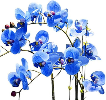 Futaba Blue Butterfly Orchid Flower Seeds for Planting - NON GMO Seeds