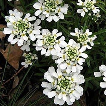 White Candytuf Flower Seeds for Planting - NON GMO Seeds