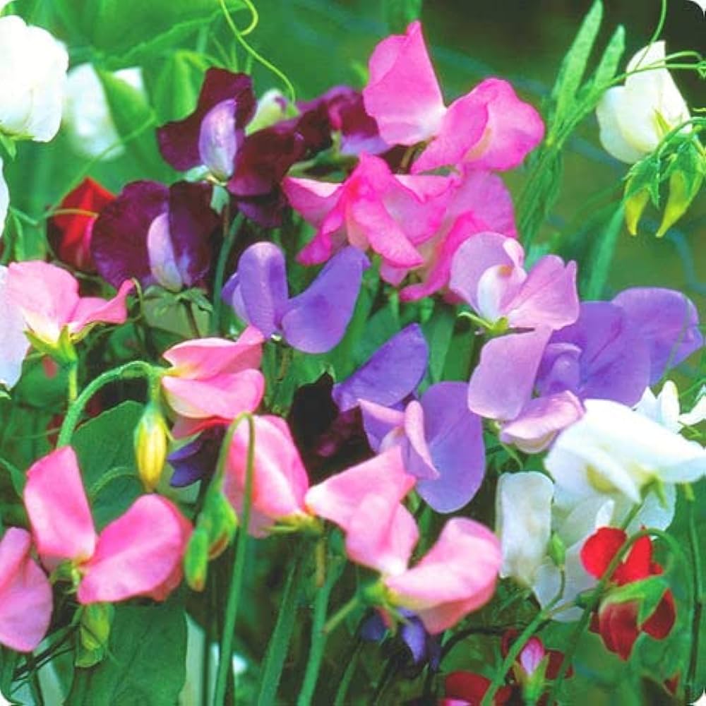Lathyrus Odoratus Flower Seeds for Planting, 100 pcs for planting in your garden.
