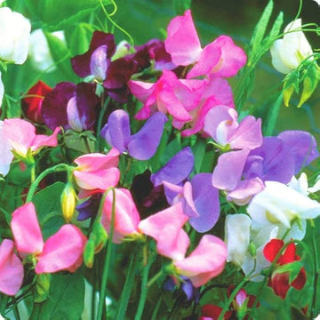 Lathyrus Odoratus Flower Seeds for Planting, 100 pcs