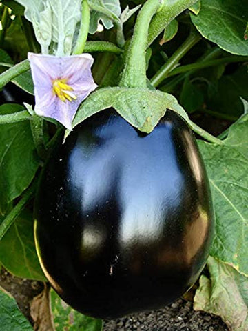 Floriculture Greens 'Big Gajraj' Eggplant Seeds for Home Gardening - 100 Pcs pcs