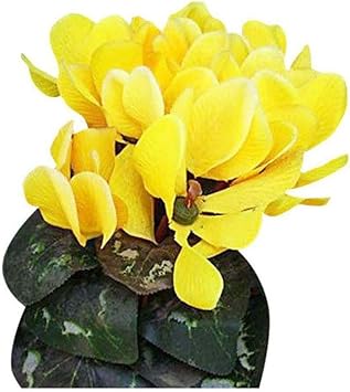 Light Yellow Cyclamen Flower Seeds - 100 pcs for planting in your garden.