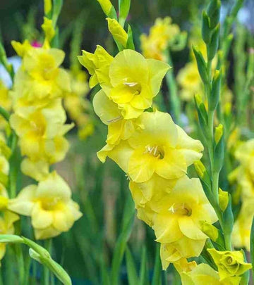 Heirloom Yellow Gladiolus Flower Seeds – Non-GMO Perennial Blooms for Planting