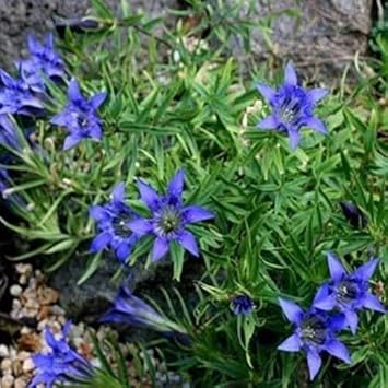 Blue Gentiana Flower Seeds for Planting - 100 pcs