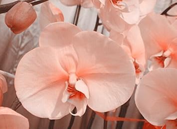 Pale Pink Orchid Flower Seeds – Heirloom Non-GMO Tropical Blooms for Elegant Garden Décor