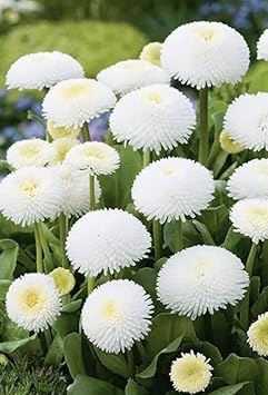 White Bellis Perennis Seeds for Planting - NON GMO Seeds