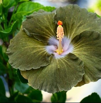 Heirloom Non-GMO Army Green Hibiscus Flower Seeds for Garden Planting – Rare Bloom Variety