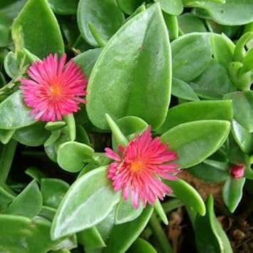 Rose Aptenia Plant Seeds for Planting Non-GMO Heirloom Garden Seeds for Growing Beautiful Flowers