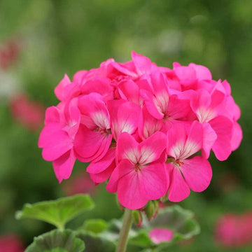 Pink Geranium flower seeds for Planting - Heirloom & Non-GMO Seeds for home garden