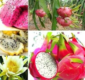 Pitaya Fruit Seeds Easy to Grow Mixed 100 Pcs pcs