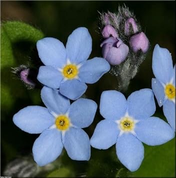 Organic Sea Blue Myosotis Sylvatica Flower Seeds for Planting ƒ?? Heirloom, Non-GMO