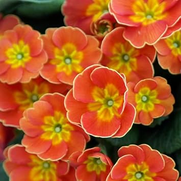 Primula Orange Flower Seeds – Heirloom Non-GMO Seeds for Garden Planting