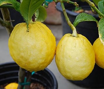 Esrog Fruit Seeds for a Unique and Aromatic Citron Tree 100 Pcs pcs