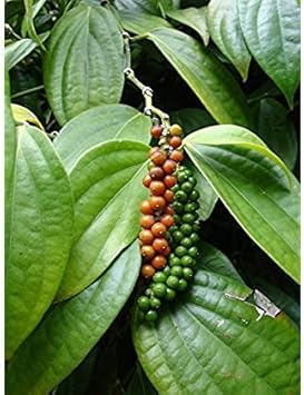 Piper Nigrum Fruit Seeds - Grow Peppercorns for Freshly Ground Spices 100 Pcs pcs