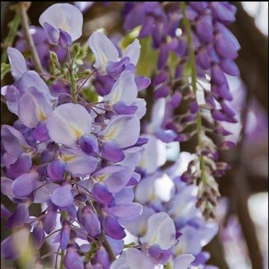 Japanese Wisteria Floribunda Purple Climbing Vine Seeds for Planting â€“ Non-GMO Heirloom for planting in home garden