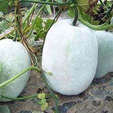 Ash Gourd Vegetable Seeds for Planting, 100 Pcs pcs