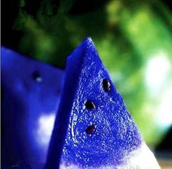 Red Ilex Opaca Fruit Seeds - Beautiful Evergreen Berries for Your Landscape 100 Pcs pcs