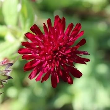 Heirloom Macedonica Flower Seeds, Non-GMO, Long-Blooming Color for Cottage and Wildflower Gardens