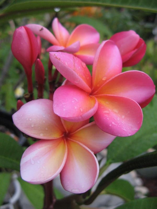 Pink Frangipani Flower Seeds for Planting â€“ NON GMO Seeds for planting in home garden