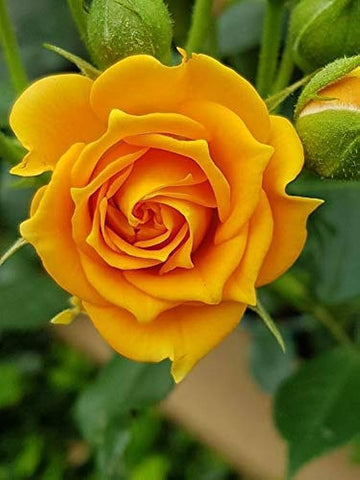 Yellow Rose Plant Seeds for Planting Non-GMO Heirloom Garden Seeds for Growing Flowers in Your Garden
