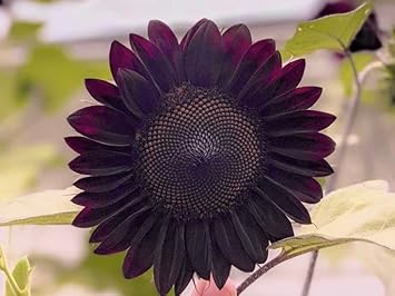 Burgundy Sunflower Seeds for Planting ƒ?? Rich Dark Blooms, Ideal for Gardens, Cut Flowers