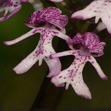 Orchis Italica Orchid Seeds â€“ Purple Flowering Plant Seeds for Home Garden for planting in home garden