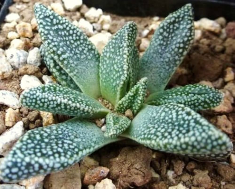 Green Nananthus Margaritiferus Plant Seeds for Planting - 100 pcs for planting in your garden.