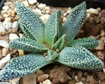 Green Nananthus Margaritiferus Plant Seeds for Planting - 100 pcs