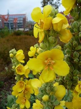 Yellow Verbascum Thapsus Flower Seeds - 100 pcs