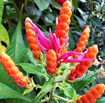 Deep Blue Pachystachys Lutea Seeds for Planting – Organic, Heirloom, Non-GMO