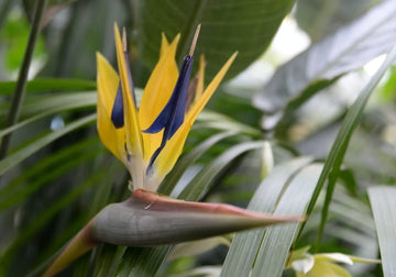 Violet Yellow Strelitzia Flower Seeds for Planting, NON GMO Seeds