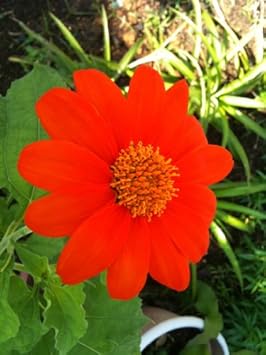 Red Tithonia Rotundifolia Flower Seeds for Planting - 100 pcs