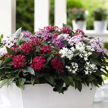 Pentas Flower Seeds – Heirloom Non-GMO Star-Shaped Blooms for Butterfly-Friendly Garden Planting