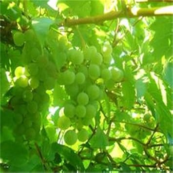 Wild Rosa Roxbunghii Fruit Seeds - Rare Fruit for Your Garden or Orchard 100 Pcs pcs