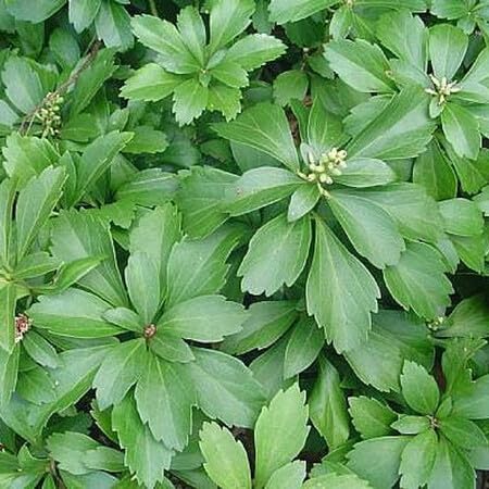 Pachysandra Plant Seeds for Planting NON GMO Seeds for planting in home garden